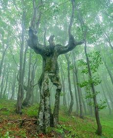 人形树图片,自然与艺术的完美融合